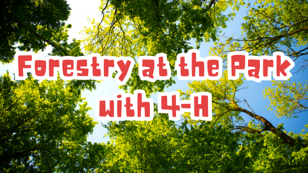 Teen Forestry at the Park with 4-H