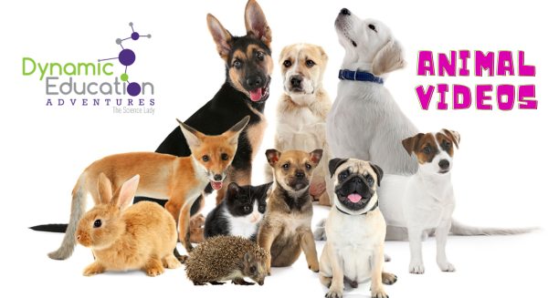 Image for event: Pet Video with Dynamic Education Adventures 